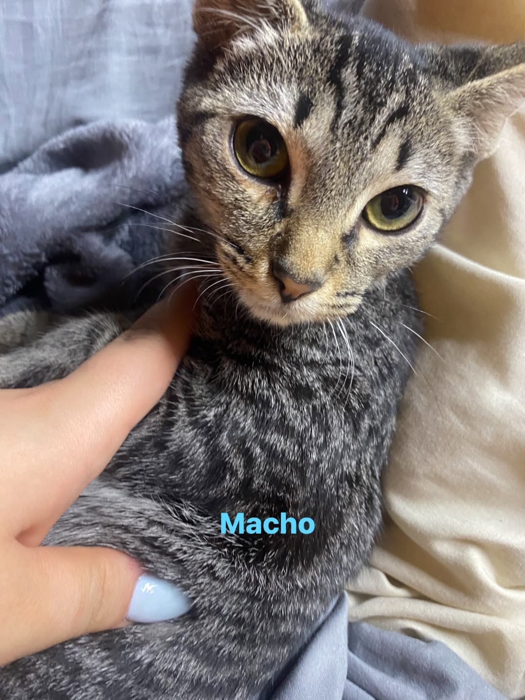 Foto de Michi