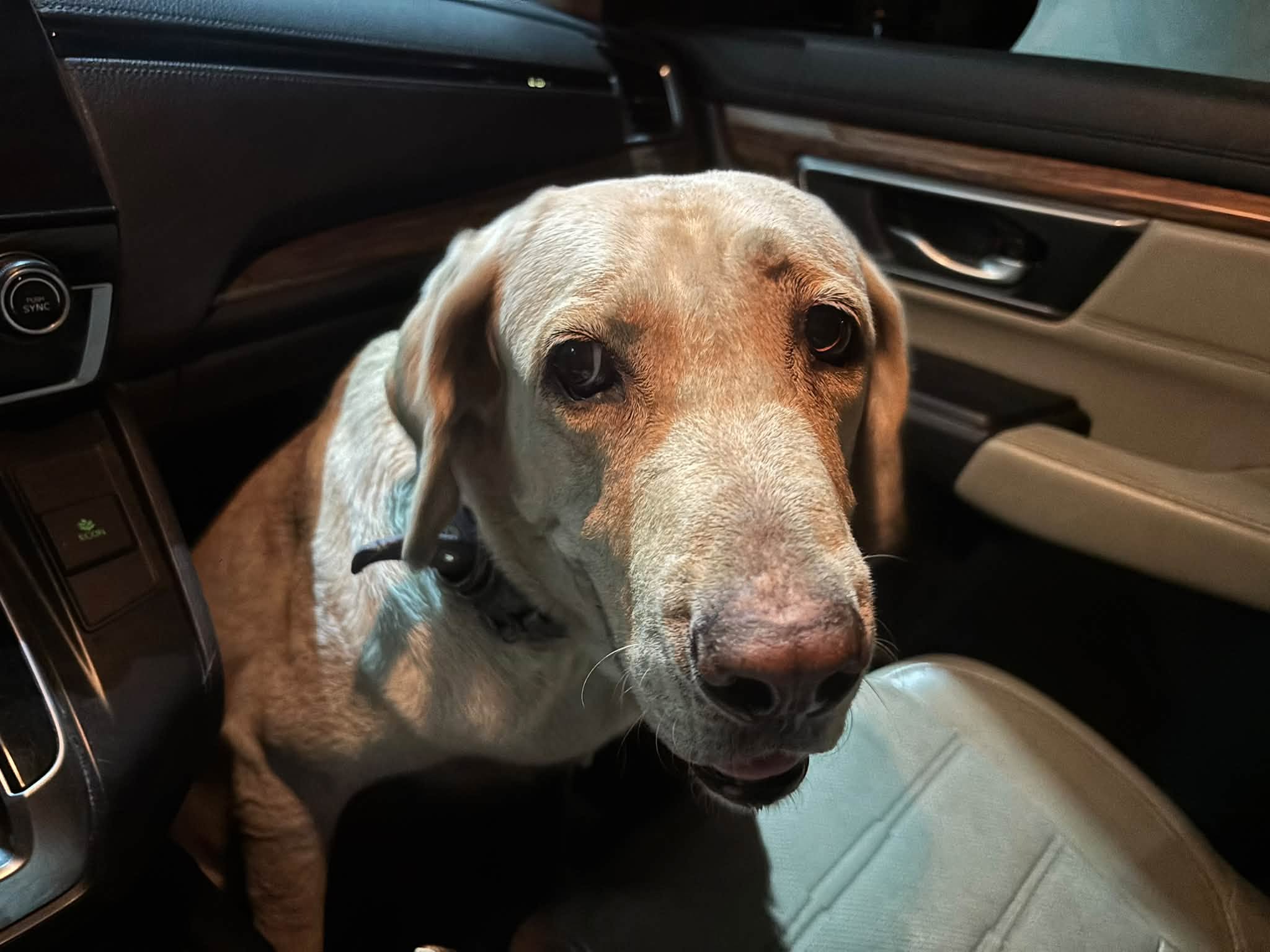 Foto de Canela